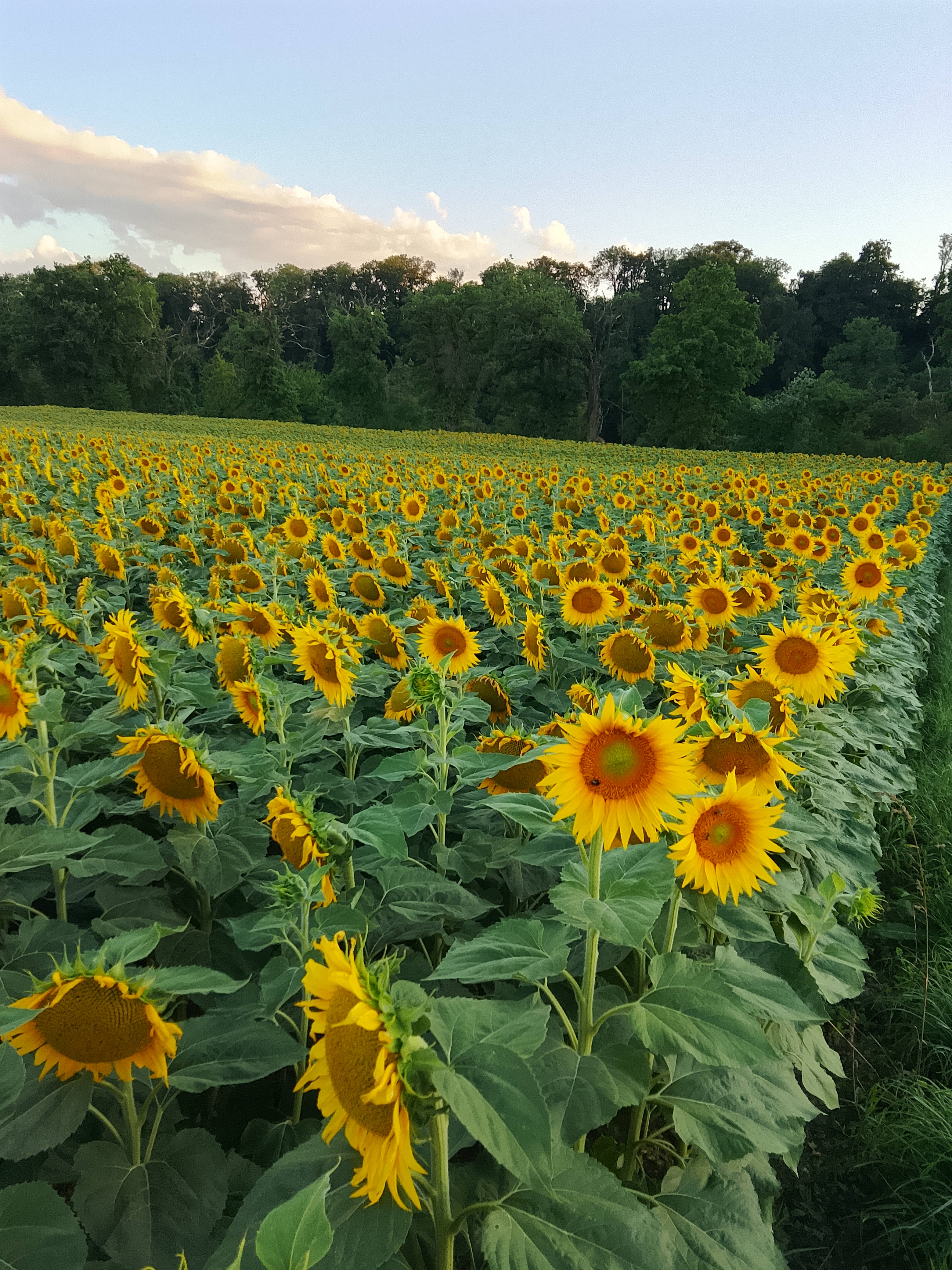 sonnenblumen schaffhausen